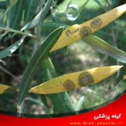 بیماری لکه طاووسی زیتون و نحوه مبارزه با آن بیماری لکه طاووسی زیتون و نحوه مبارزه با آن