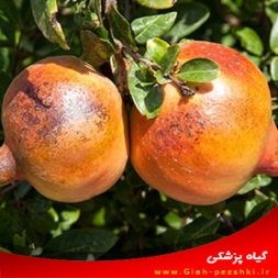 آفتاب سوختگی برگ و تنه درخت انار و مبارزه با آن (خشکیدگی انار) آفتاب سوختگی برگ و تنه درخت انار و مبارزه با آن (خشکیدگی انار)