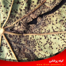 بیماری لکه زیتونی برگ انگور و نحوه مبارزه با آن بیماری لکه زیتونی برگ انگور و نحوه مبارزه با آن