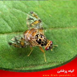 شناسایی و مبارزه با مگس میوه ی مدیترانه ای شناسایی و مبارزه با مگس میوه ی مدیترانه ای