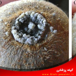 بیماری کپک خاکستری میوه کیوی و نحوه مبارزه با آن بیماری کپک خاکستری میوه کیوی و نحوه مبارزه با آن