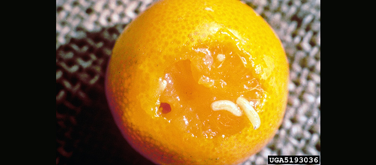 علائم خسارت لارو های مگس میوه مدیترانه بروی پرتقال، نرم شدن بافت میوه و حضور لارو ها درون میوه