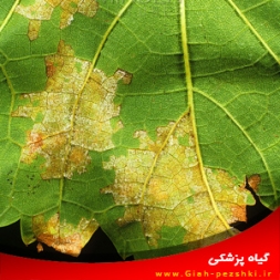 بیماری سفیدک کرکی تاک (انگور) و نحوه مبارزه با آن بیماری سفیدک کرکی تاک (انگور) و نحوه مبارزه با آن