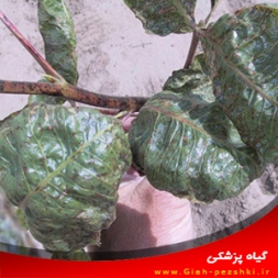 بیماری پژمردگی ورتیسیلیومی پسته و مبارزه با آن بیماری پژمردگی ورتیسیلیومی پسته و مبارزه با آن