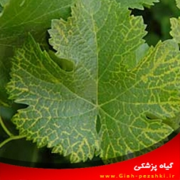 بیماری برگ بادبزنی مو (انگور) و روشهای مبارزه با آن بیماری برگ بادبزنی مو (انگور) و روشهای مبارزه با آن