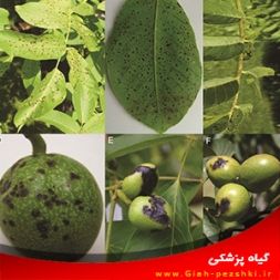 بیماری سوختگی باکتریایی گردو (بلایت گردو) و نحوه مبارزه با آن بیماری سوختگی باکتریایی گردو (بلایت گردو) و نحوه مبارزه با آن