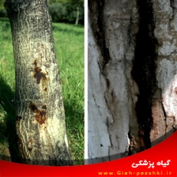 بیماری شانکر پوستی گردو و نحوه مبارزه با آن بیماری شانکر پوستی گردو و نحوه مبارزه با آن