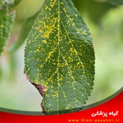 بیماری زنگ درختان میوه هسته دار و مبارزه با آن بیماری زنگ درختان میوه هسته دار و مبارزه با آن