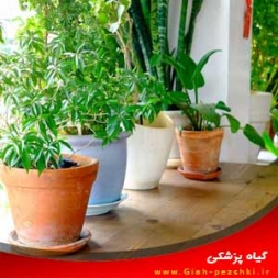 لیستی از بهترین گیاهان تصفیه کننده هوا مناسب برای آپارتمان لیستی از بهترین گیاهان تصفیه کننده هوا مناسب برای آپارتمان