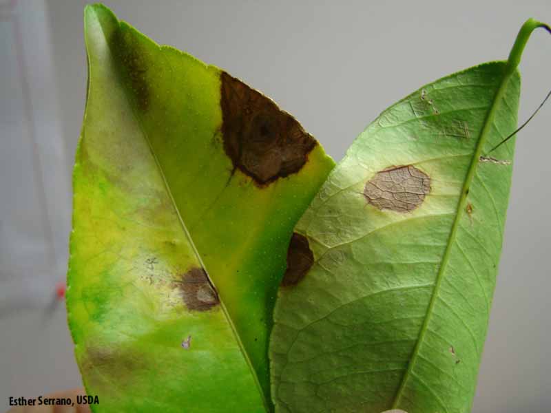 بیماری لکه برگی آلترناریایی - Alternaria leaf spot