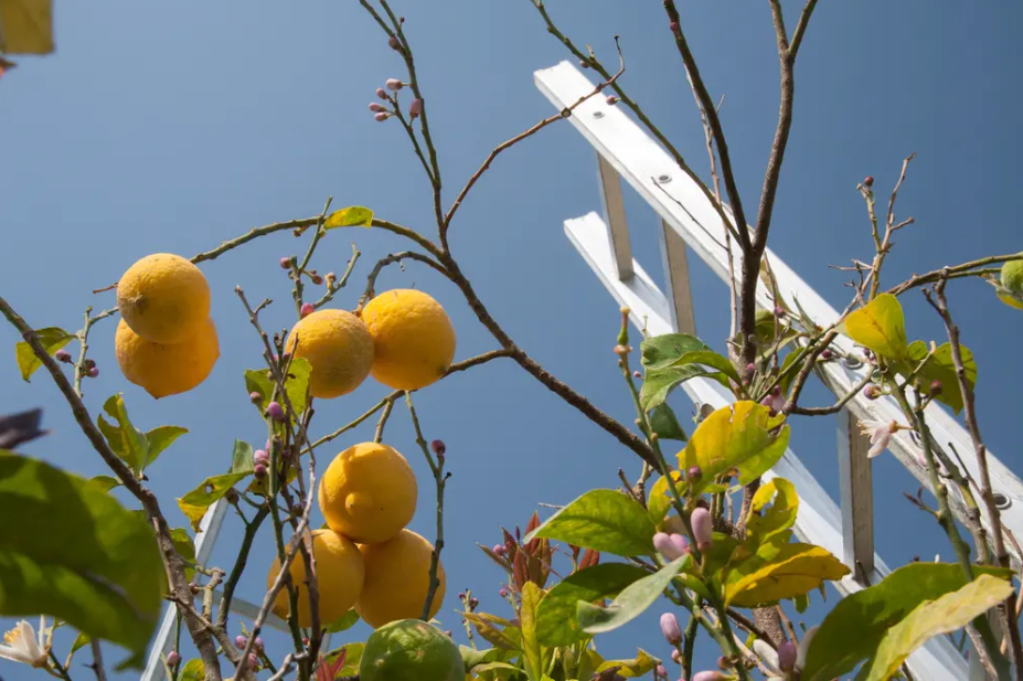 علت ریزش برگ های درخت لیمو و کنترل آن ها