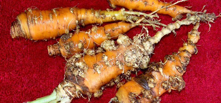 شناسایی و کنترل خسارت ناشی از نماتد مولد گره در هویج
