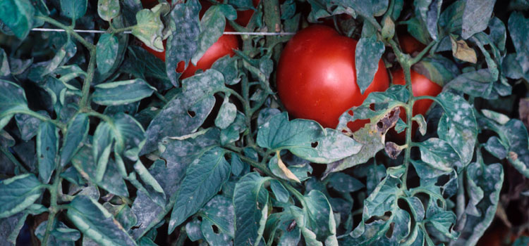 شناسایی و کنترل بیماری سفیدک پودری گوجه فرنگی