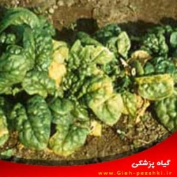 شناسایی و کنترل بیماری ویروسی بلایت (سوختگی) اسفناج شناسایی و کنترل بیماری ویروسی بلایت (سوختگی) اسفناج
