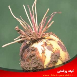 شناسایی و کنترل بیماری قارچی ریشه صورتی (سرخ) پیاز شناسایی و کنترل بیماری قارچی ریشه صورتی (سرخ) پیاز