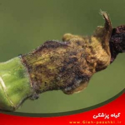 شناسایی و کنترل بیماری سوختگی شکوفه (پوسیدگی ریش ریشی) بامیه شناسایی و کنترل بیماری سوختگی شکوفه (پوسیدگی ریش ریشی) بامیه