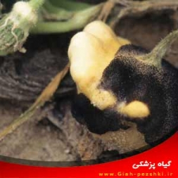 شناسایی و کنترل بیماری سوختگی (بلایت) شکوفه کدو شناسایی و کنترل بیماری سوختگی (بلایت) شکوفه کدو