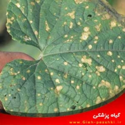 شناسایی و کنترل بیماری قارچی آنتراکنوز کدو شناسایی و کنترل بیماری قارچی آنتراکنوز کدو
