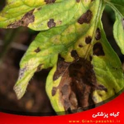 شناسایی و کنترل بیماری لکه برگی سپتوریایی گوجه فرنگی شناسایی و کنترل بیماری لکه برگی سپتوریایی گوجه فرنگی