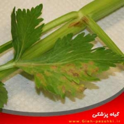 شناسایی و کنترل بیماری های ویروسی کرفس شناسایی و کنترل بیماری های ویروسی کرفس