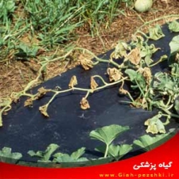 شناسایی و کنترل بیماری پژمردگی باکتریایی کدو شناسایی و کنترل بیماری پژمردگی باکتریایی کدو