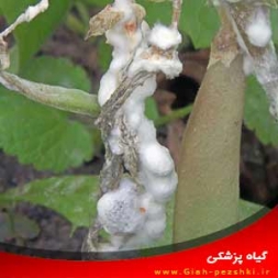 شناسایی و کنترل بیماری کپک سفید لوبیا شناسایی و کنترل بیماری کپک سفید لوبیا