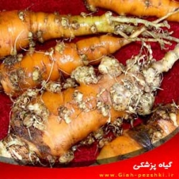 شناسایی و کنترل خسارت ناشی از نماتد مولد گره در هویج شناسایی و کنترل خسارت ناشی از نماتد مولد گره در هویج