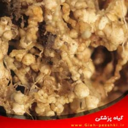 شناسایی و کنترل خسارت نماتد مولد گره گوجه فرنگی شناسایی و کنترل خسارت نماتد مولد گره گوجه فرنگی