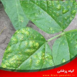 شناسایی و کنترل بیماری گیاهی زنگ لوبیا شناسایی و کنترل بیماری گیاهی زنگ لوبیا
