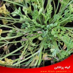 شناسایی و کنترل بیماری پوسیدگی ریشه جعفری شناسایی و کنترل بیماری پوسیدگی ریشه جعفری
