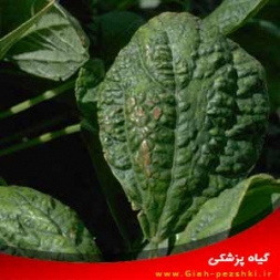 بیماری ویروس معمولی لوبیا (BCMB) و کنترل آن بیماری ویروس معمولی لوبیا (BCMB) و کنترل آن