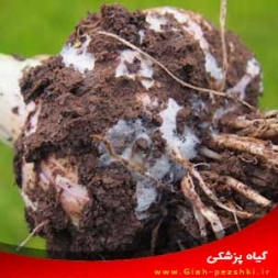 راهنمای شناسایی و مبارزه با بیماری پوسیدگی سفید سیر راهنمای شناسایی و مبارزه با بیماری پوسیدگی سفید سیر