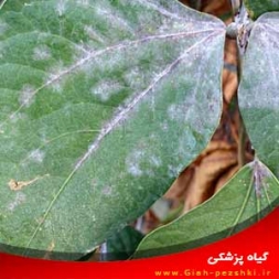 شناسایی و کنترل بیماری سفیدک پودری لوبیا شناسایی و کنترل بیماری سفیدک پودری لوبیا