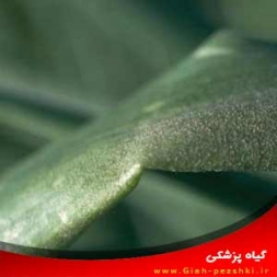 کنترل و شناسایی سفیدک کرکی یا داخلی پیاز کنترل و شناسایی سفیدک کرکی یا داخلی پیاز