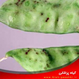 شناسایی و کنترل بیماری ویروسی موزاییک توته ای نخود فرنگی شناسایی و کنترل بیماری ویروسی موزاییک توته ای نخود فرنگی