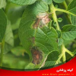 شناسایی و کنترل بیماری بادزدگی فیتوفترایی سیب زمینی و گوجه فرنگی شناسایی و کنترل بیماری بادزدگی فیتوفترایی سیب زمینی و گوجه فرنگی