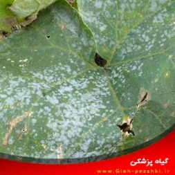 شناسایی و کنترل بیماری سفیدک حقیقی / پودری کدوئیان شناسایی و کنترل بیماری سفیدک حقیقی / پودری کدوئیان
