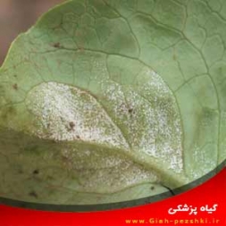 شناسایی و کنترل بیماری سفیدک داخلی کاهو شناسایی و کنترل بیماری سفیدک داخلی کاهو