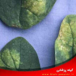 شناسایی و کنترل بیماری سفیدک داخلی یا کرکی اسفناج شناسایی و کنترل بیماری سفیدک داخلی یا کرکی اسفناج