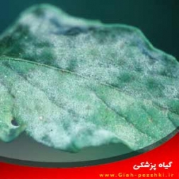 شناسایی و کنترل بیماری سفیدک پودری گوجه فرنگی شناسایی و کنترل بیماری سفیدک پودری گوجه فرنگی