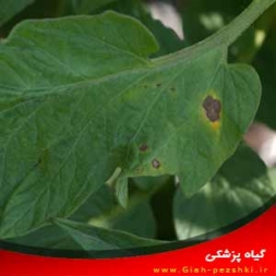 شناسایی و کنترل بیماری لکه موجی آلترناریایی گوجه فرنگی شناسایی و کنترل بیماری لکه موجی آلترناریایی گوجه فرنگی