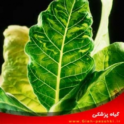 شناسایی و کنترل بیماری ویروسی موزاییک تنباکو (توتون) شناسایی و کنترل بیماری ویروسی موزاییک تنباکو (توتون)