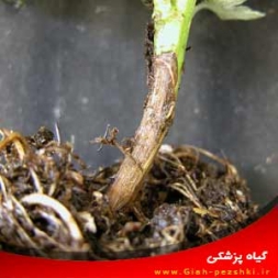 شناسایی و کنترل بیماری پوسیدگی ریشه لوبیا شناسایی و کنترل بیماری پوسیدگی ریشه لوبیا