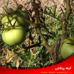 شناسایی و کنترل بیماری پژمردگی فوزاریومی گوجه فرنگی شناسایی و کنترل بیماری پژمردگی فوزاریومی گوجه فرنگی