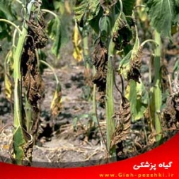 شناسایی و کنترل بیماری پژمردگی ورتیسیلیومی گوجه فرنگی و سیب زمینی شناسایی و کنترل بیماری پژمردگی ورتیسیلیومی گوجه فرنگی و سیب زمینی