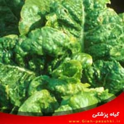 شناسایی و کنترل بیماری ویروسی موزاییک کاهو شناسایی و کنترل بیماری ویروسی موزاییک کاهو
