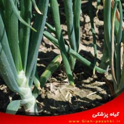 شناسایی و کنترل بیماری پوسیدگی فوزاریومی ریشه و پایه پیاز شناسایی و کنترل بیماری پوسیدگی فوزاریومی ریشه و پایه پیاز