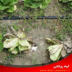 شناسایی و کنترل بیماری قارچی پوسیدگی نرم کاهو شناسایی و کنترل بیماری قارچی پوسیدگی نرم کاهو