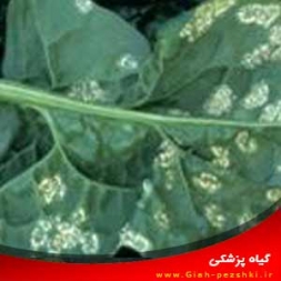کنترل و شناسایی بیماری زنگ سفید اسفناج کنترل و شناسایی بیماری زنگ سفید اسفناج