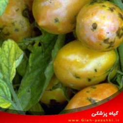 کنترل و شناسایی بیماری ویروسی پژمردگی لکه ای گوجه فرنگی (TSWV) کنترل و شناسایی بیماری ویروسی پژمردگی لکه ای گوجه فرنگی (TSWV)